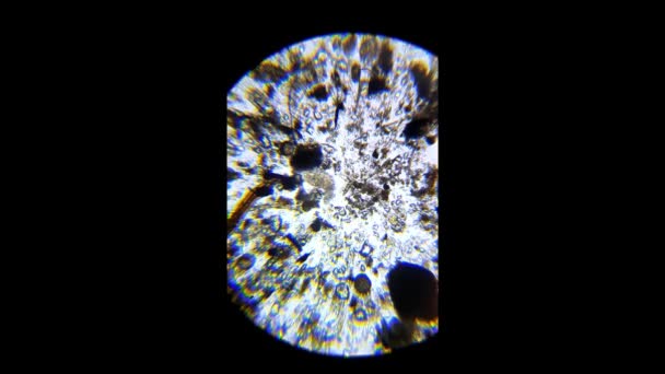 Freshwater aquatic zooplankton under microscope view — Stock Video