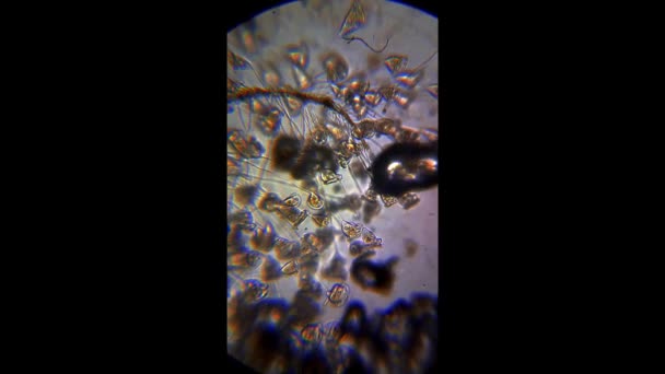 Zooplancton acquatico d'acqua dolce al microscopio — Video Stock