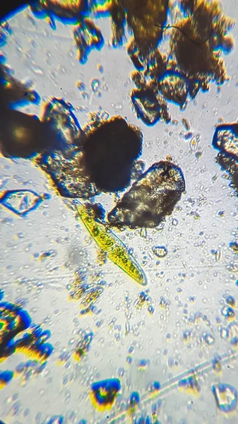 Mycetozoa mofo de lodo e bactérias de enxofre roxo PSB em casca morta de Ostracod sob microscópio composto. — Fotografia de Stock