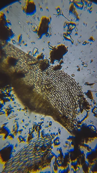 Mycetozoa balçık küfü ve Mor sülfür bakterisi Ostracod 'un ölü kabuğunda bileşik altında PSB