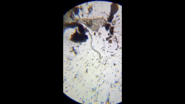 生物学教室教育のための緑の植物の背景の顕微鏡細胞膜に見る。顕微鏡下の植物細胞壁とクロロフィル. — ストック動画