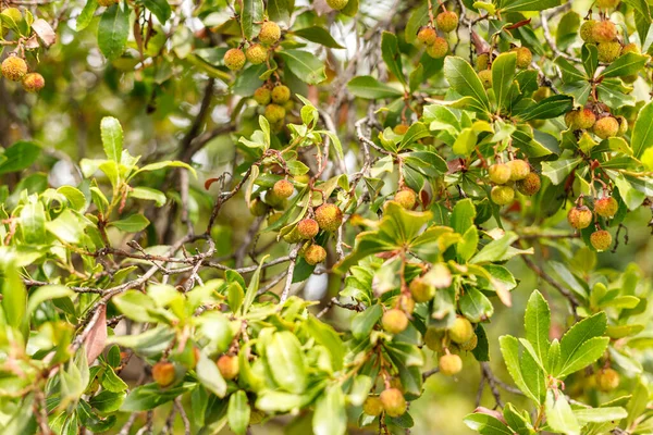 Close view of strawberry tree and its fruits not yet mature