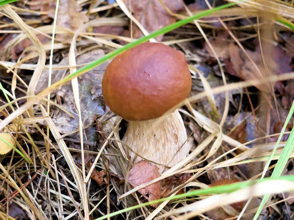 Közelkép Boletus Edulis Gomba Természetben Tipikus Esési Kép — Stock Fotó