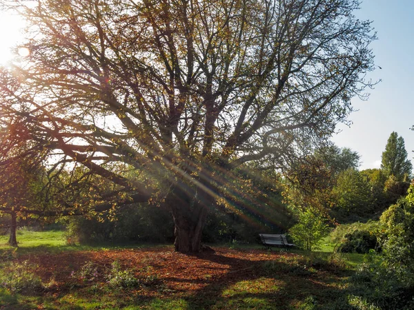 Banco Parque Otoño Bajo Árbol Con Alfombra Follaje Luz Solar — Foto de Stock