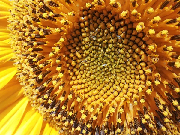 Schöne Gelbe Sonnenblume Aus Nächster Nähe Natürlicher Makrohintergrund — Stockfoto