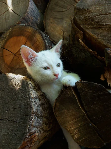 Cute little white kitten in the woods.