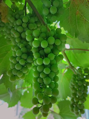 Olgunlaşmamış yeşil üzümler. Arka planda taze güneşli yapraklar.