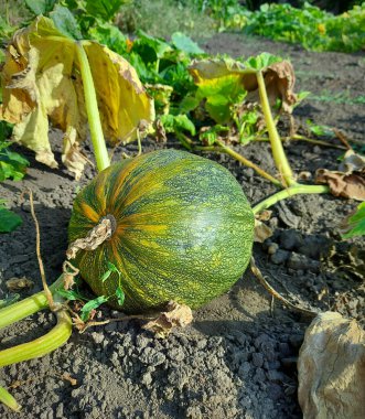 Bahçede büyüyen yeşil balkabağı.