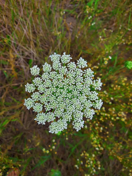 Ярроу Обыкновенная Achillea Millefolium Лекарственная Дикая Трава Белые Цветы Закрывают — стоковое фото