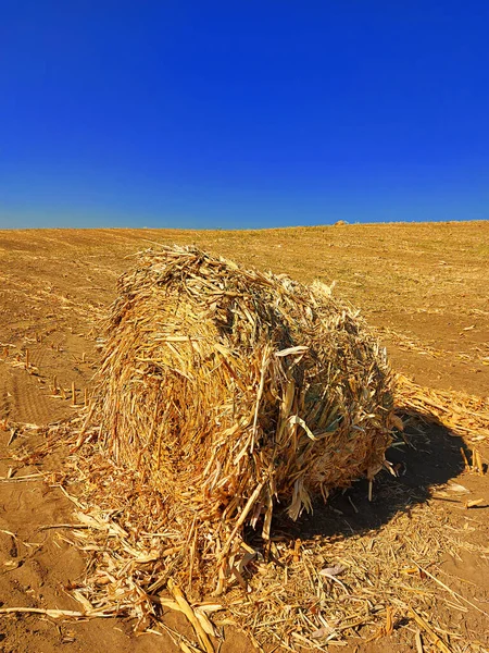 Kukuřičný Balík Zemi Zemědělské Pole Modrou Oblohou Venkovská Příroda Zemědělské — Stock fotografie