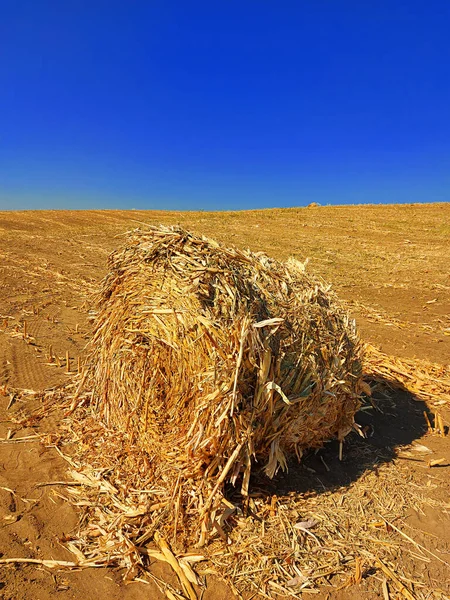 玉米包在地上 蓝天的农田 农村土地的性质 草坪上的稻草 夏天的玉米收获 乡村自然景观 粮食作物 — 图库照片