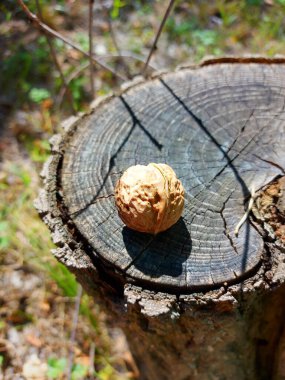 Sonbahar güneşinin ışınlarıyla aydınlatılan eski ahşap bir kütükte bütün bir Yunan cevizi.