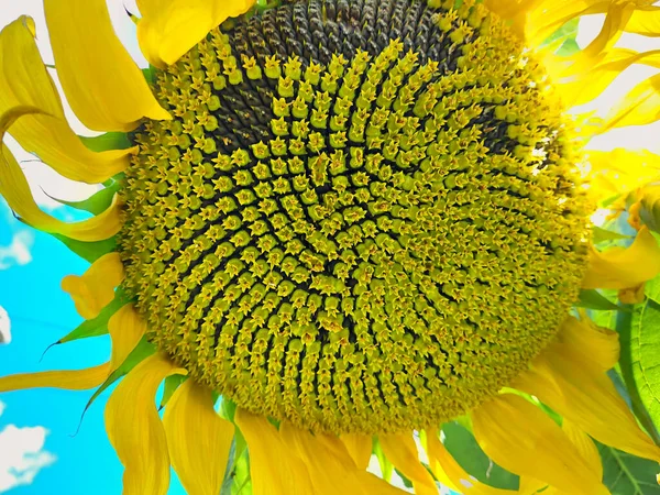 Закройте Красивый Желтый Подсолнух Голубое Небо Белыми Облаками Зеленым Фоном — стоковое фото
