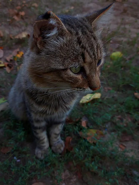 Mignon Petit Chaton Brun Gris Rayé Assis Dans Cour Arrière — Photo