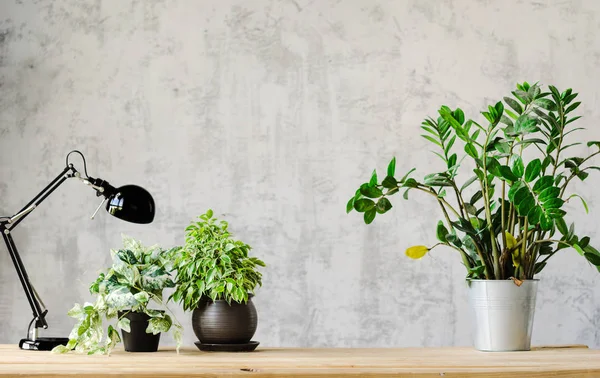 A desk for working with a lamp and flowers on wooden surface and a concrete gray wall on the background. Copy space — Stock Photo, Image