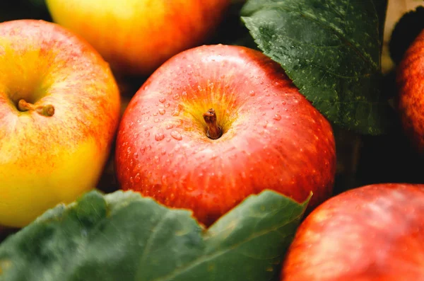 Apel merah dan kuning yang matang tergeletak di tumpukan dengan daun hijau. Panen, musim gugur . — Stok Foto