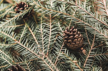 Herdem yeşil bir ağacın koniler ile yığılmış yığın bir tablo üzerinde. Arka plan