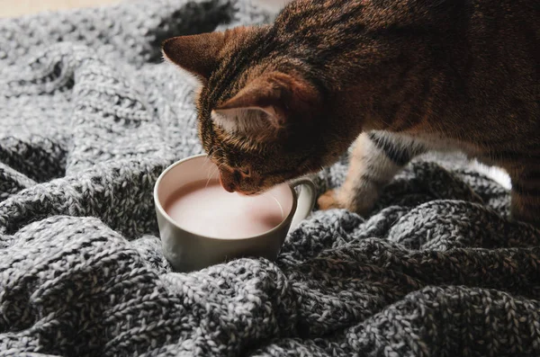 En tabby katt dricker kakao med mjölk på grå pläd. Ett sött djur. — Stockfoto