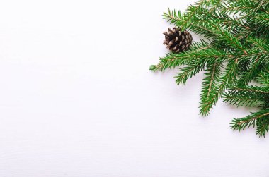 Beyaz bir arka plan üzerinde koniler ile genç Ladin taze yeşil dalları. Arka plan, kopya alanı