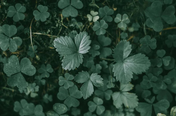 Zöld levelek a szamóca. Felülnézet, háttér, sötét fény. — Stock Fotó