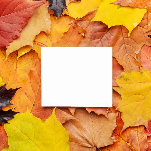 Tarjeta blanca para felicitaciones e inscripciones sobre fondo de color rojo, amarillo, hojas de otoño púrpura. Vista superior, plano, espacio para copiar . —  Fotos de Stock