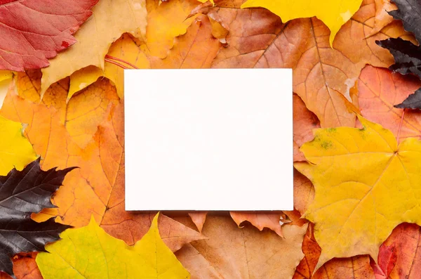 Белая карточка для поздравлений и надписей на цветном фоне из красных, желтых, фиолетовых осенних листьев. Вид сверху, плоский, копировальное пространство . — стоковое фото