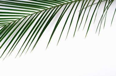 Beyaz arka planda yeşil palmiye yaprağı ve gölge. Tropik yeşil arka plan. Boşluğu kopyala