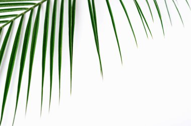 Beyaz arka planda yeşil palmiye yaprağı ve gölge. Tropik yeşil arka plan. Boşluğu kopyala