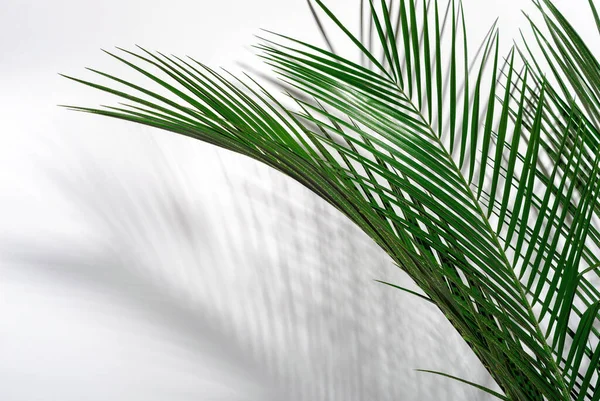 Groene Palmbladeren Hun Schaduw Een Witte Muur Tropisch Groene Zomer Stockfoto