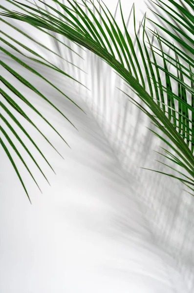 Groene Palmbladeren Hun Schaduw Een Witte Muur Tropisch Groene Zomerse Stockafbeelding