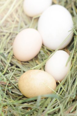 Beyaz yumurta tavuk, ördek, taze samanlıkta kaz. Kuş Yuvası