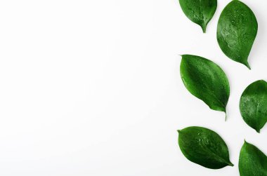 Metin alanı olan yeşil dallar üst görünüm çerçevesi. Dekoratif bitki dalları, yeşillik sınırı. Beyaz arka planda çiy damlaları olan taze yapraklar. Egzotik yeşillikler, tropikal yağmur ormanları, bitki örtüsü.