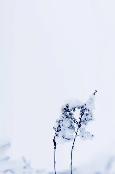 Χειμερινό Χιονισμένο Φυτό Πεδίου Κάτω Από Χιόνι Κρύο Συννεφιασμένο Καιρό — Φωτογραφία Αρχείου