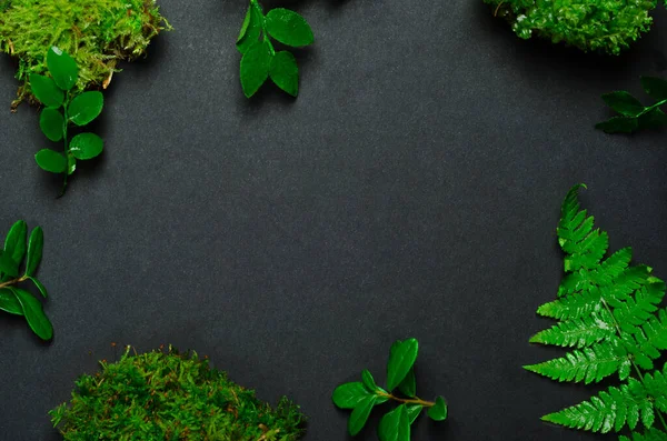 Leere Botanische Rahmen Mit Waldflora Draufsicht Verschiedene Pflanzen Moos Farn — Stockfoto
