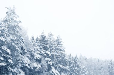 Karla kaplı kozalaklı orman arkaplanı. Kış mevsimi vahşi doğa manzarası. Karlı hava. Ladin Ormanı 'nda çöküş. Ağaçların tepeleri kıpkırmızı olmuş. Ormanda kar yağışı.