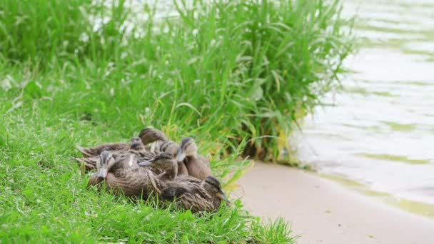 Muchos patos salvajes en su entorno natural se sientan cerca de aguas abiertas en la orilla de un lago natural en verano. Una familia de ánades reales está limpiando plumas en la orilla. Inquieto huyendo de la amenaza. — Vídeo de stock