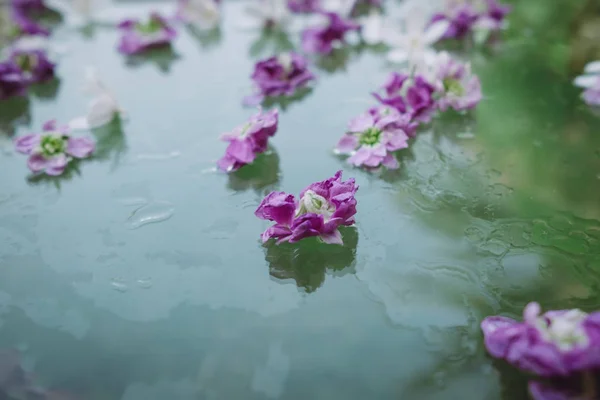 Purple and white flowers on water, floral background