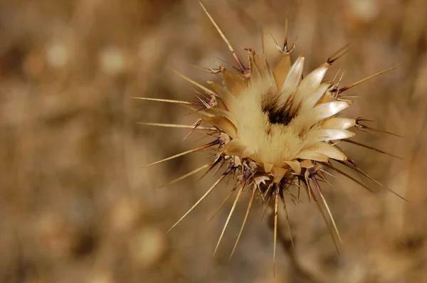 Dried plant on a field in Spain, summer.