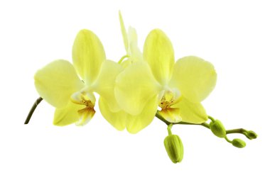 Renkli ve güzel kokulu çiçekli orkide dalı, beyaz arka planda izole. Güzel tropikal çiçek.