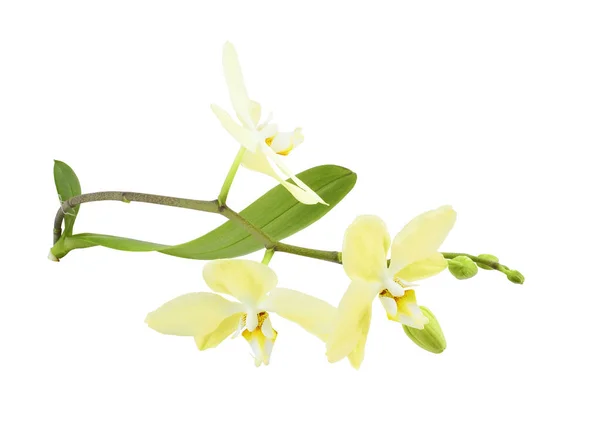 Орхидея Ветви Красочными Ароматные Цветы Изолированные Белом Фоне Красивый Тропический — стоковое фото