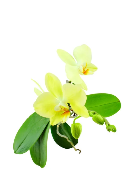 白の背景に隔離され カラフルで香りの良い花を持つ蘭の枝 美しい熱帯の花 — ストック写真