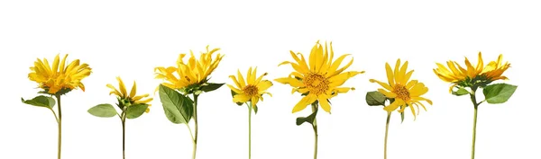 Set Fiori Isolati Sfondo Bianco Raccolta Fiori Giovani Girasoli Elianto — Foto Stock