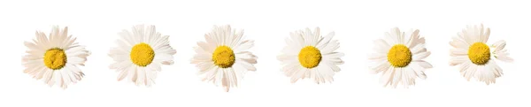 Set Flowers Isolated White Background Chamomile Flowers — Stock Photo, Image