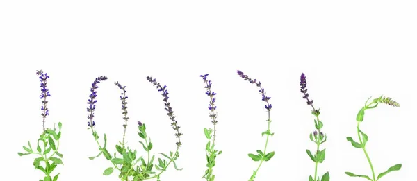 Set Flowers Isolated White Background Sage Flowers Salvia Pratensis Meadow — Stock Photo, Image