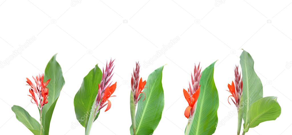 Set of flowers isolated on a white background. Flowers of Canna or Canna Lily.