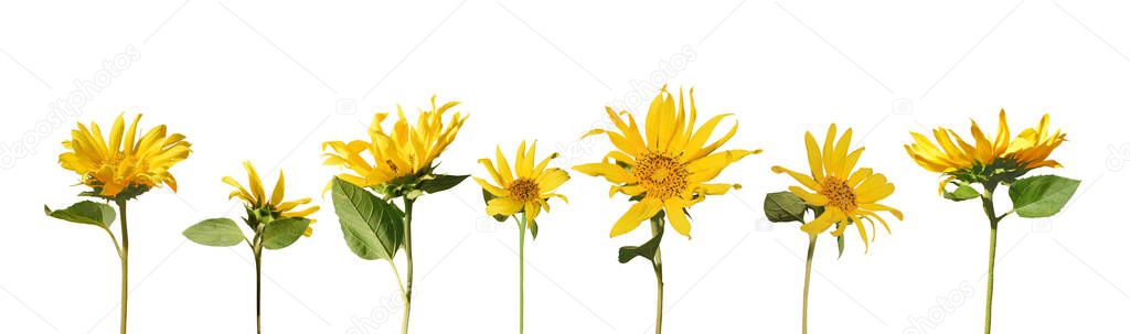 Set of flowers isolated on a white background. Collection of flowers young sunflowers or helianthus annuus.