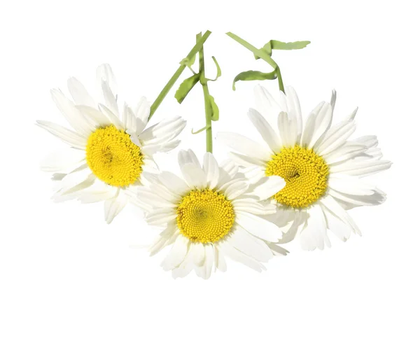 Three big daisies ,camomile, isolated on white background. — Stock Photo, Image