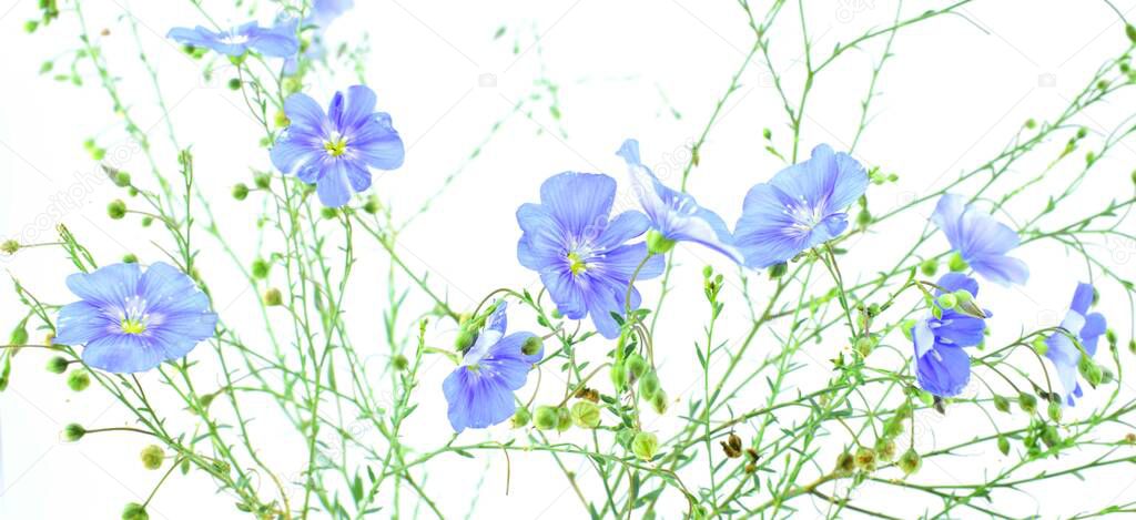 Beautiful blue wildflowers isolated on white background. Linum perenne, the perennial flax, blue flax or lint.