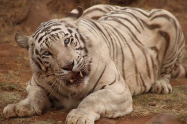Etraflarındaki dünyayı izleyen kaplanlar.