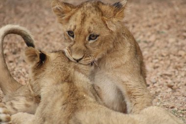 Aslan yavruları oynuyor / savaşıyor